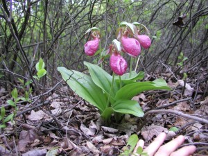 Cypripedium_acaule