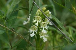 Platanthera_praeclara_nps