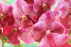 Vanda orchid bunch